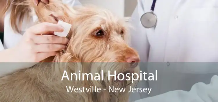 Animal Hospital Westville - New Jersey