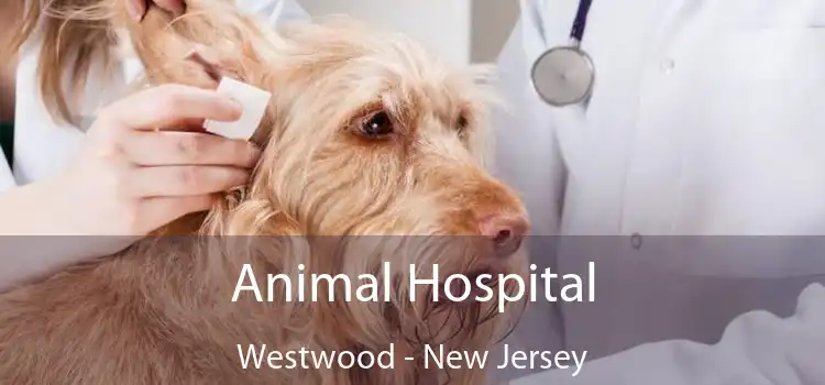 Animal Hospital Westwood - New Jersey
