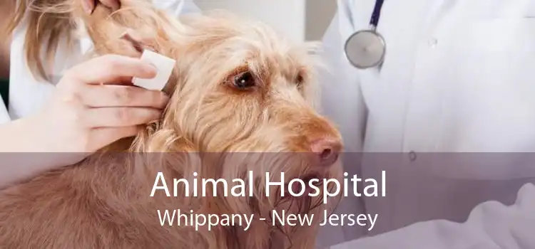 Animal Hospital Whippany - New Jersey