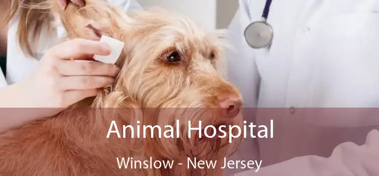 Animal Hospital Winslow - New Jersey