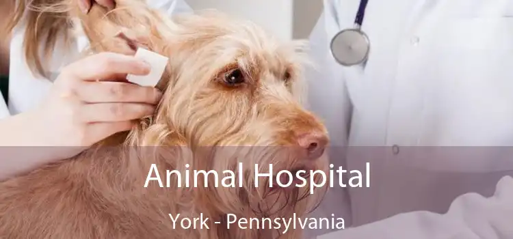 Animal Hospital York - Pennsylvania