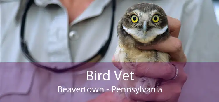 Bird Vet Beavertown - Pennsylvania