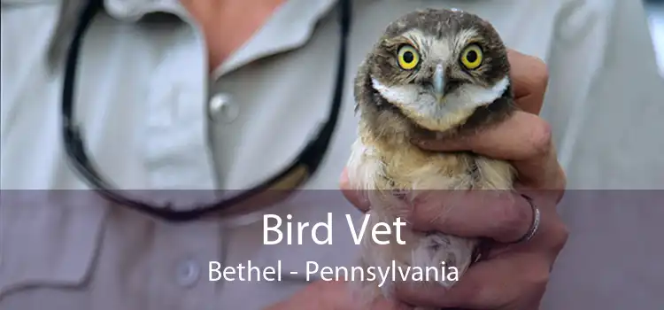 Bird Vet Bethel - Pennsylvania