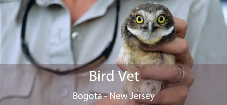 Bird Vet Bogota - New Jersey