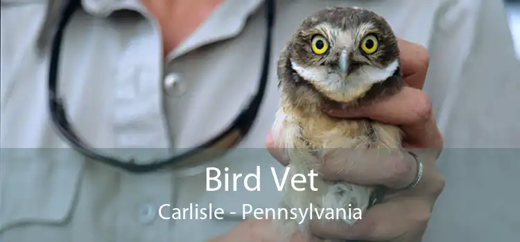 Bird Vet Carlisle - Pennsylvania