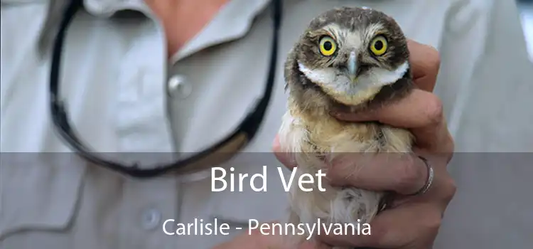 Bird Vet Carlisle - Pennsylvania