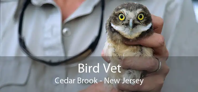 Bird Vet Cedar Brook - New Jersey