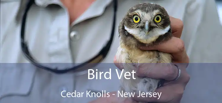 Bird Vet Cedar Knolls - New Jersey