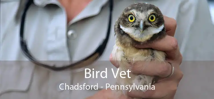 Bird Vet Chadsford - Pennsylvania