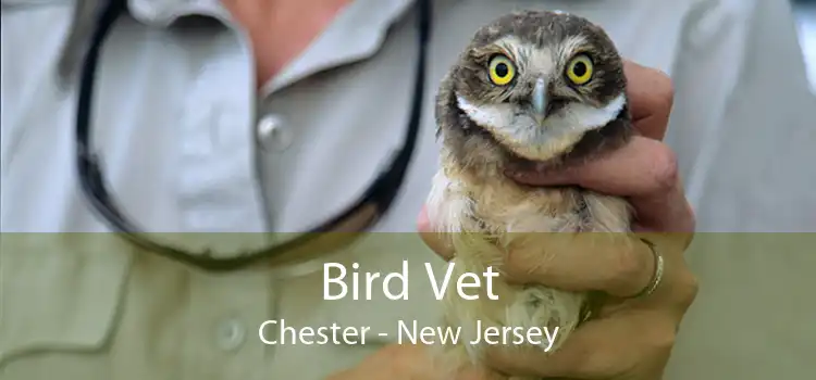 Bird Vet Chester - New Jersey