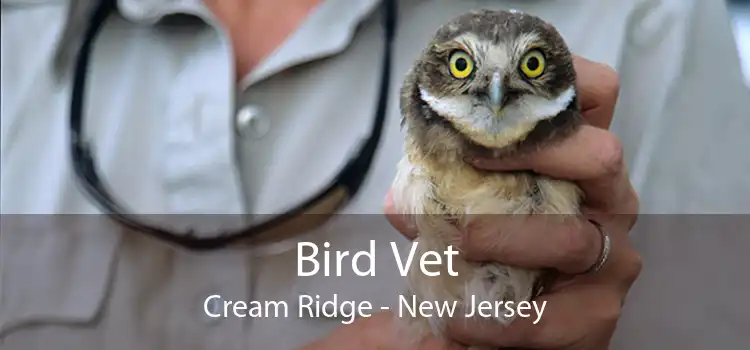 Bird Vet Cream Ridge - New Jersey