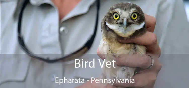 Bird Vet Epharata - Pennsylvania
