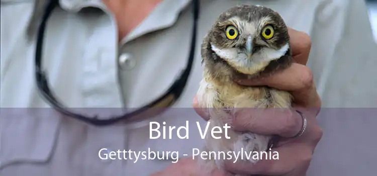 Bird Vet Getttysburg - Pennsylvania