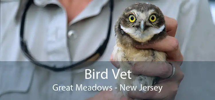 Bird Vet Great Meadows - New Jersey