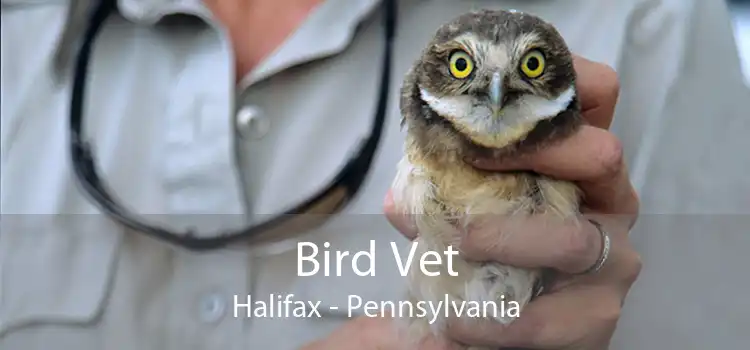 Bird Vet Halifax - Pennsylvania