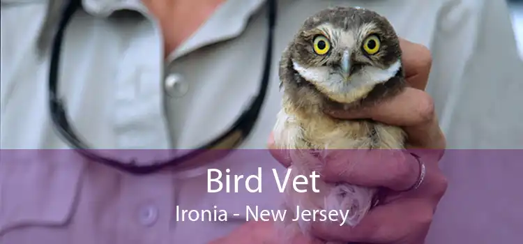 Bird Vet Ironia - New Jersey