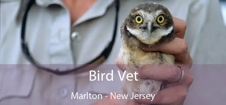 Bird Vet Marlton - New Jersey