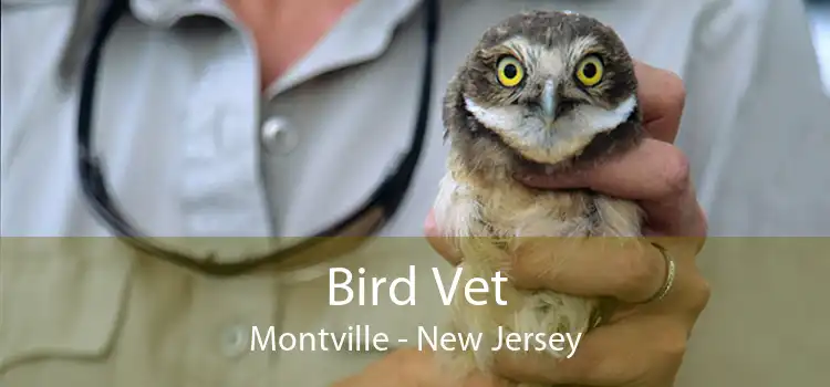 Bird Vet Montville - New Jersey