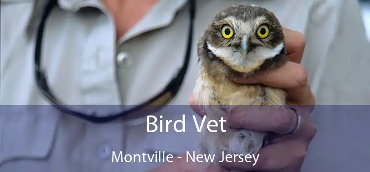 Bird Vet Montville - New Jersey