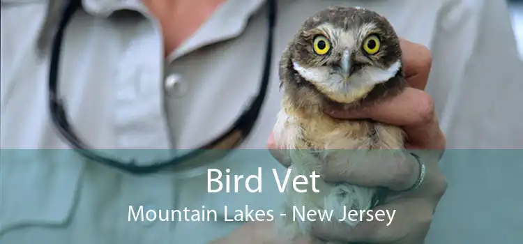 Bird Vet Mountain Lakes - New Jersey