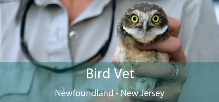 Bird Vet Newfoundland - New Jersey