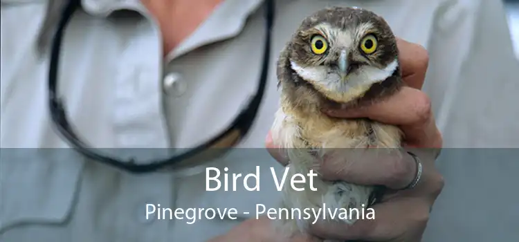 Bird Vet Pinegrove - Pennsylvania
