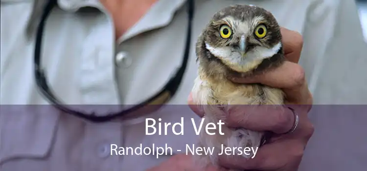 Bird Vet Randolph - New Jersey