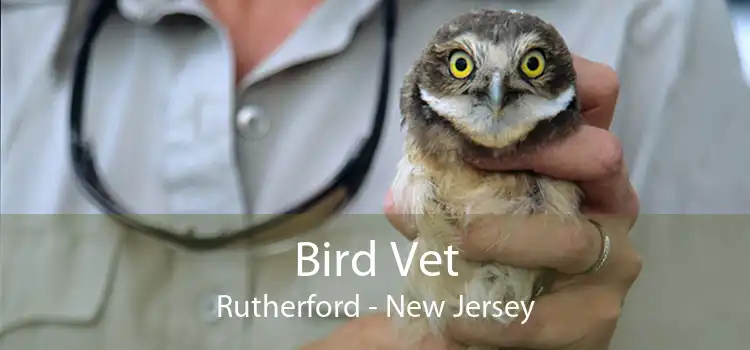 Bird Vet Rutherford - New Jersey