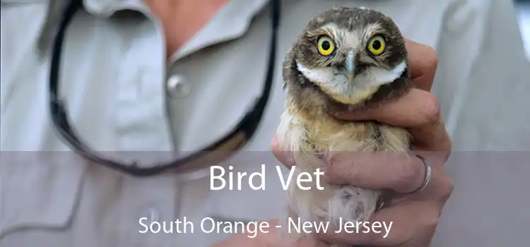 Bird Vet South Orange - New Jersey