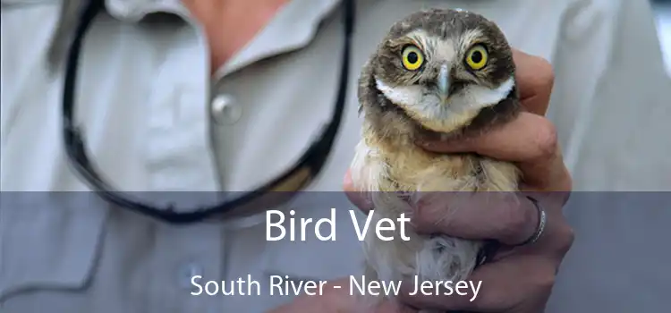 Bird Vet South River - New Jersey