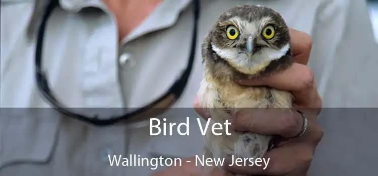 Bird Vet Wallington - New Jersey