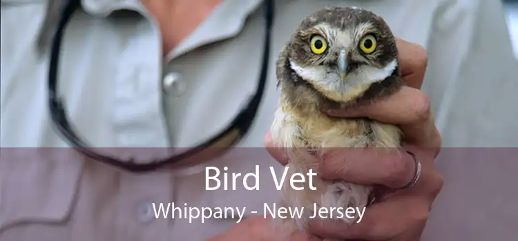 Bird Vet Whippany - New Jersey