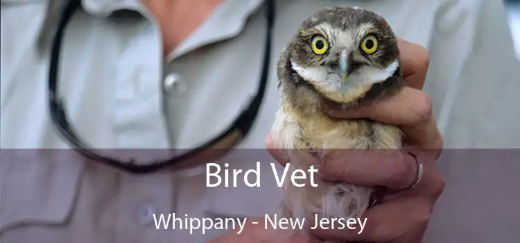 Bird Vet Whippany - New Jersey