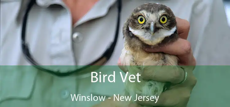 Bird Vet Winslow - New Jersey