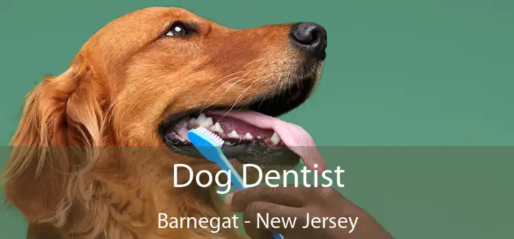 Dog Dentist Barnegat - New Jersey
