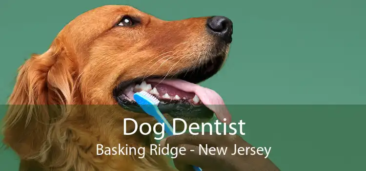 Dog Dentist Basking Ridge - New Jersey