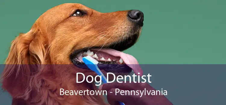 Dog Dentist Beavertown - Pennsylvania