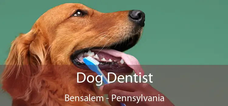 Dog Dentist Bensalem - Pennsylvania