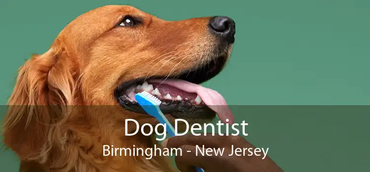 Dog Dentist Birmingham - New Jersey
