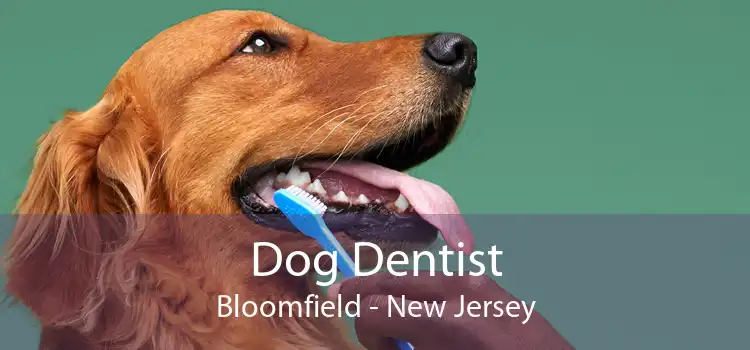 Dog Dentist Bloomfield - New Jersey