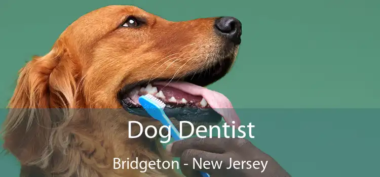 Dog Dentist Bridgeton - New Jersey
