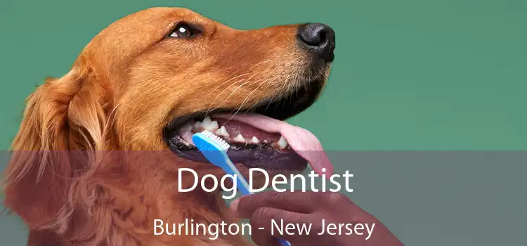 Dog Dentist Burlington - New Jersey