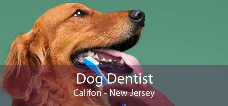 Dog Dentist Califon - New Jersey