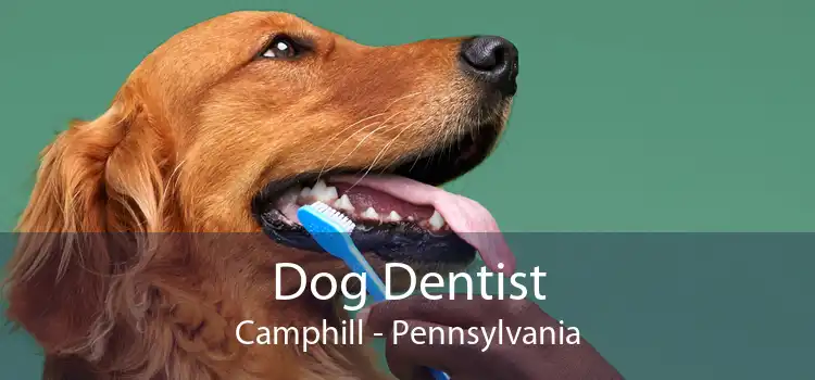Dog Dentist Camphill - Pennsylvania