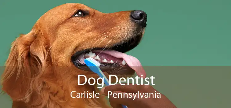 Dog Dentist Carlisle - Pennsylvania