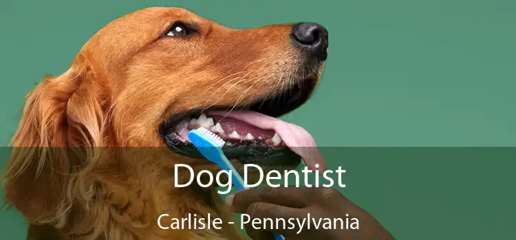 Dog Dentist Carlisle - Pennsylvania