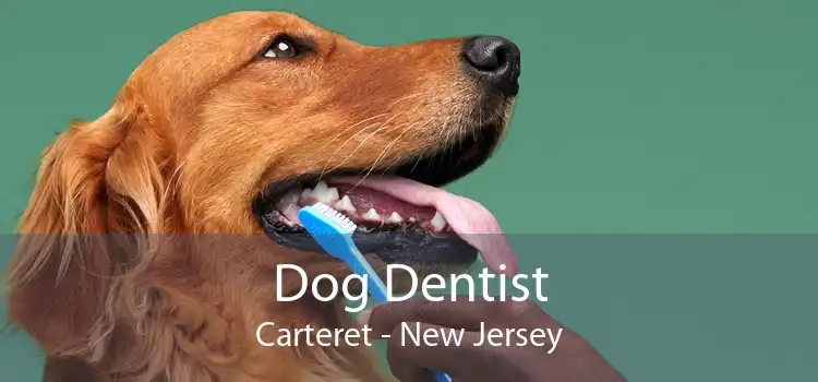 Dog Dentist Carteret - New Jersey