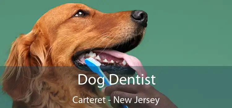 Dog Dentist Carteret - New Jersey