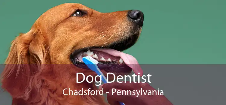 Dog Dentist Chadsford - Pennsylvania