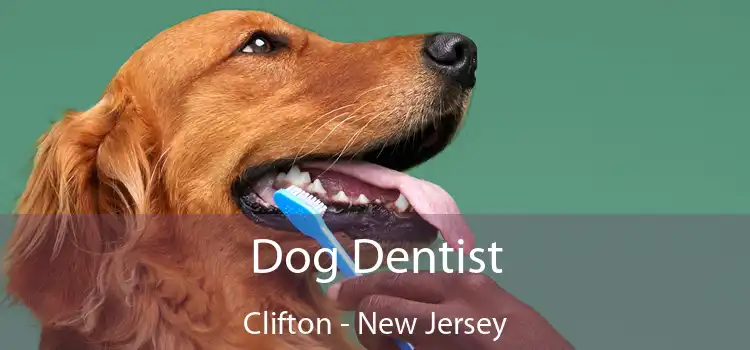 Dog Dentist Clifton - New Jersey